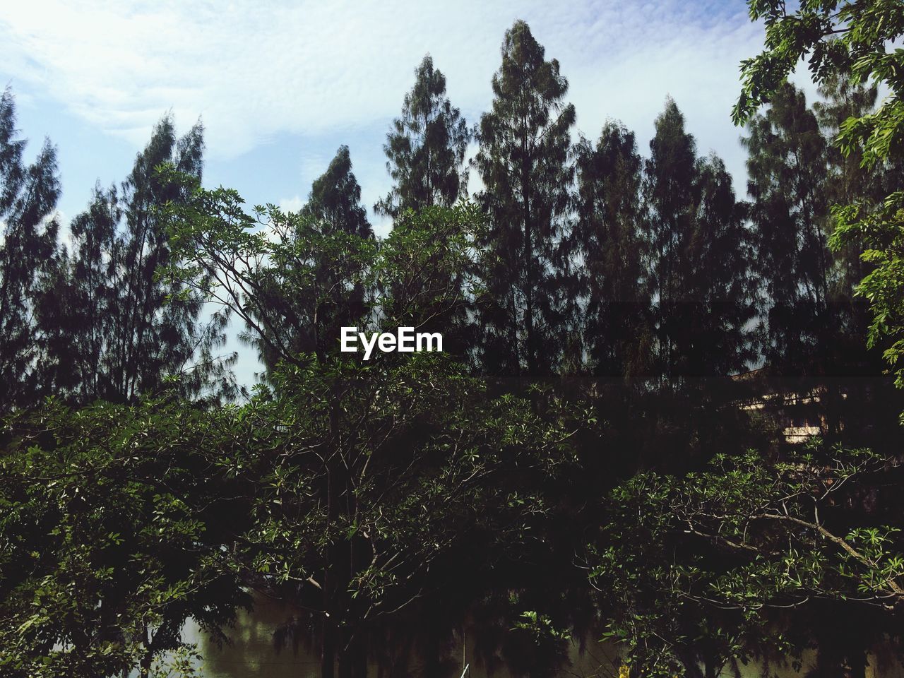 Trees in forest against sky