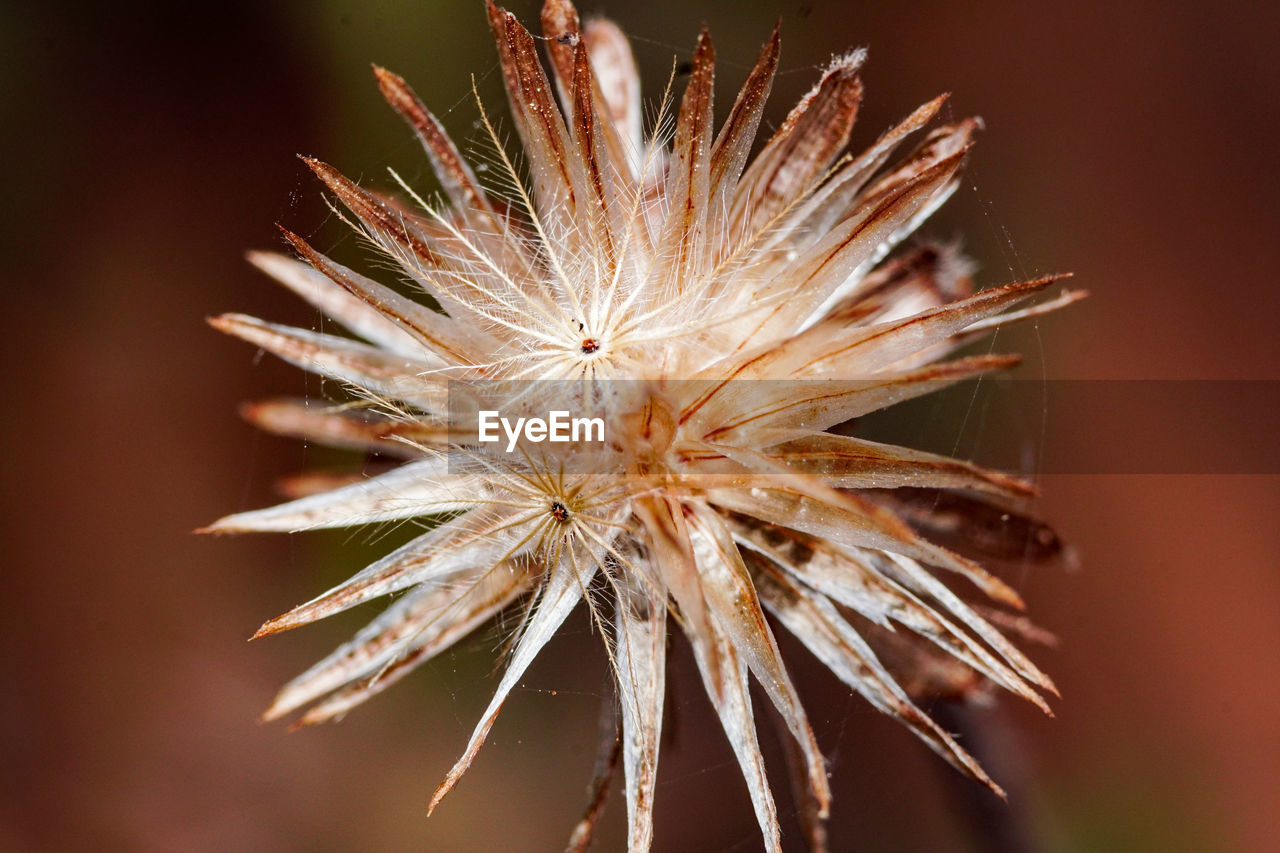 CLOSE-UP OF WILTED DANDELION