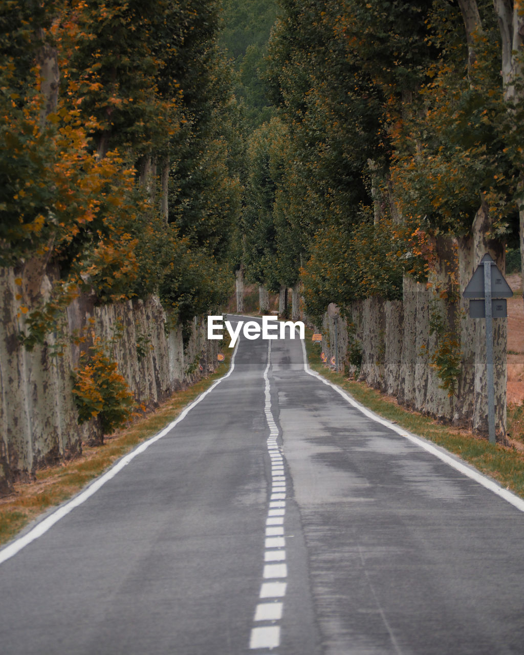 EMPTY ROAD ALONG TREES IN AUTUMN