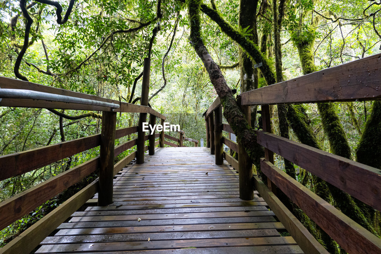 tree, plant, wood, the way forward, bridge, railing, footbridge, walkway, nature, forest, land, footpath, architecture, boardwalk, tranquility, no people, built structure, beauty in nature, green, day, tranquil scene, outdoors, growth, split-rail fence, diminishing perspective, canopy walkway, woodland, scenics - nature, non-urban scene, natural environment, leaf, water, landscape, environment, sunlight, flower