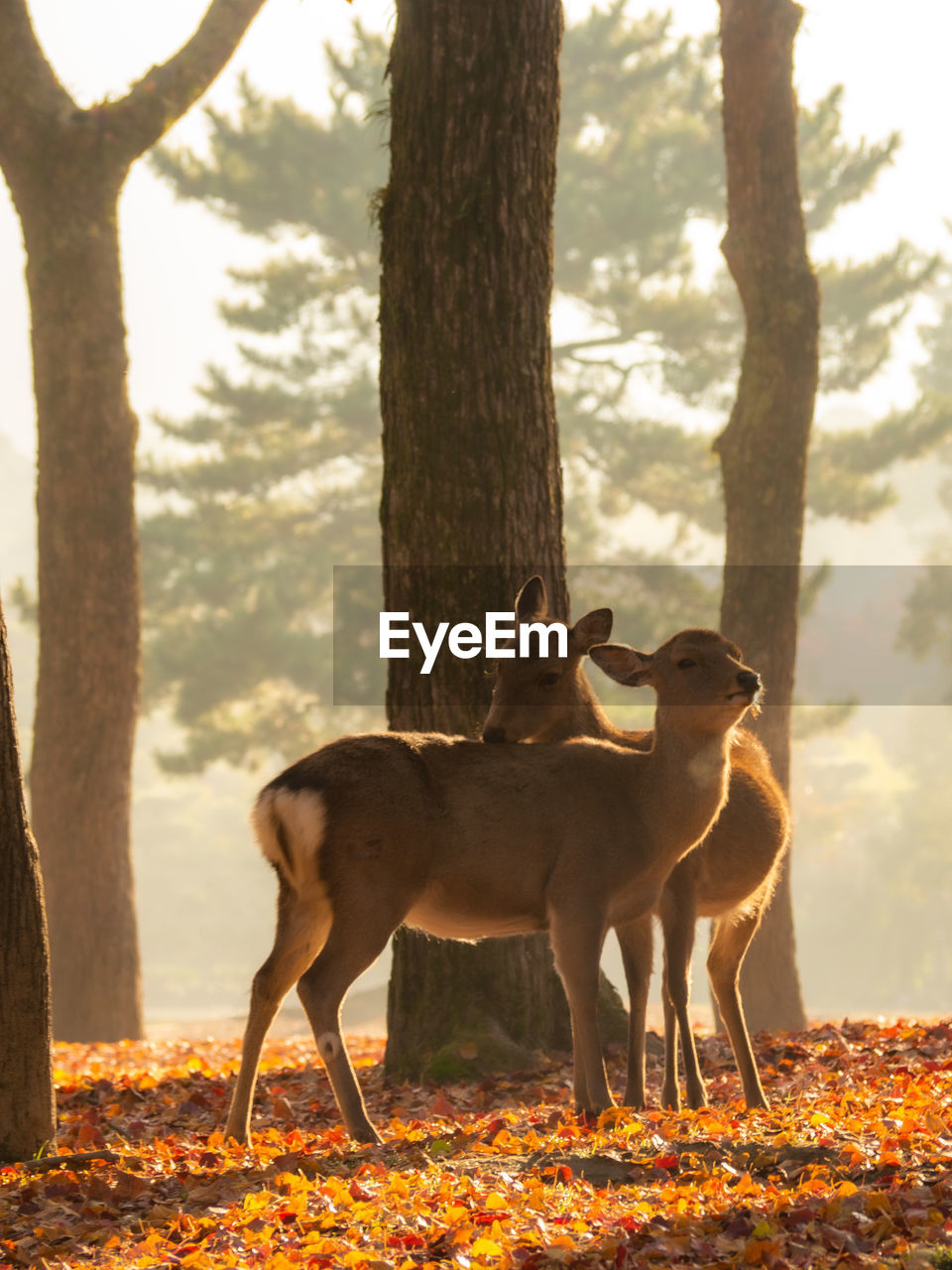 Deer standing in a tree