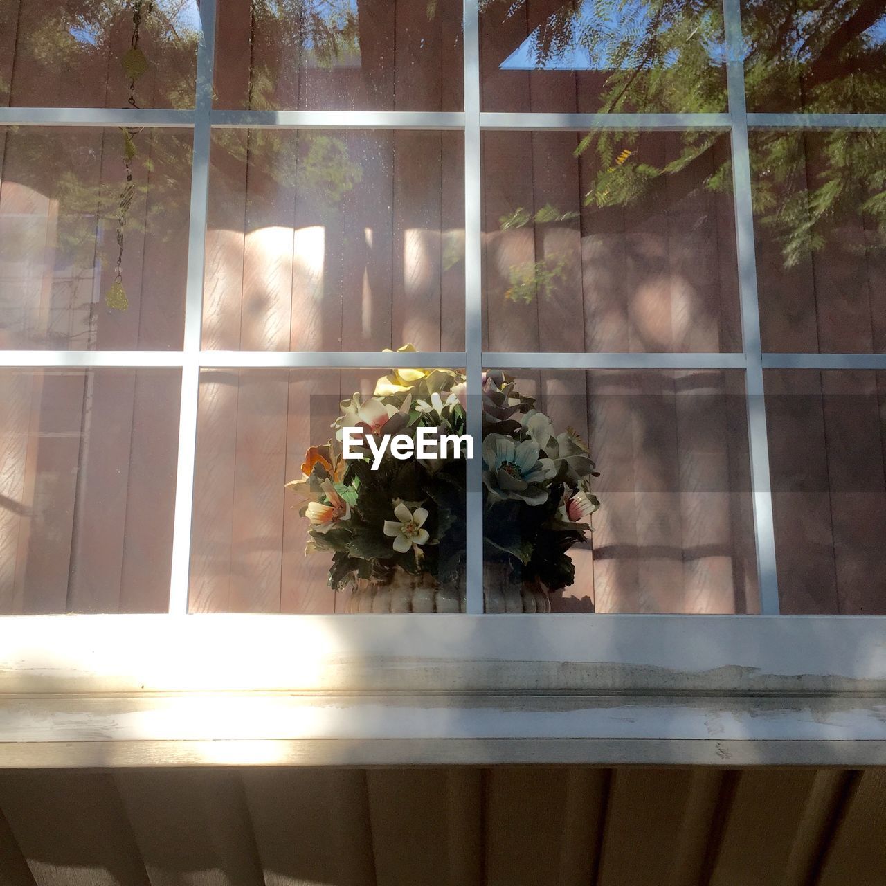 PLANTS GROWING ON A WINDOW