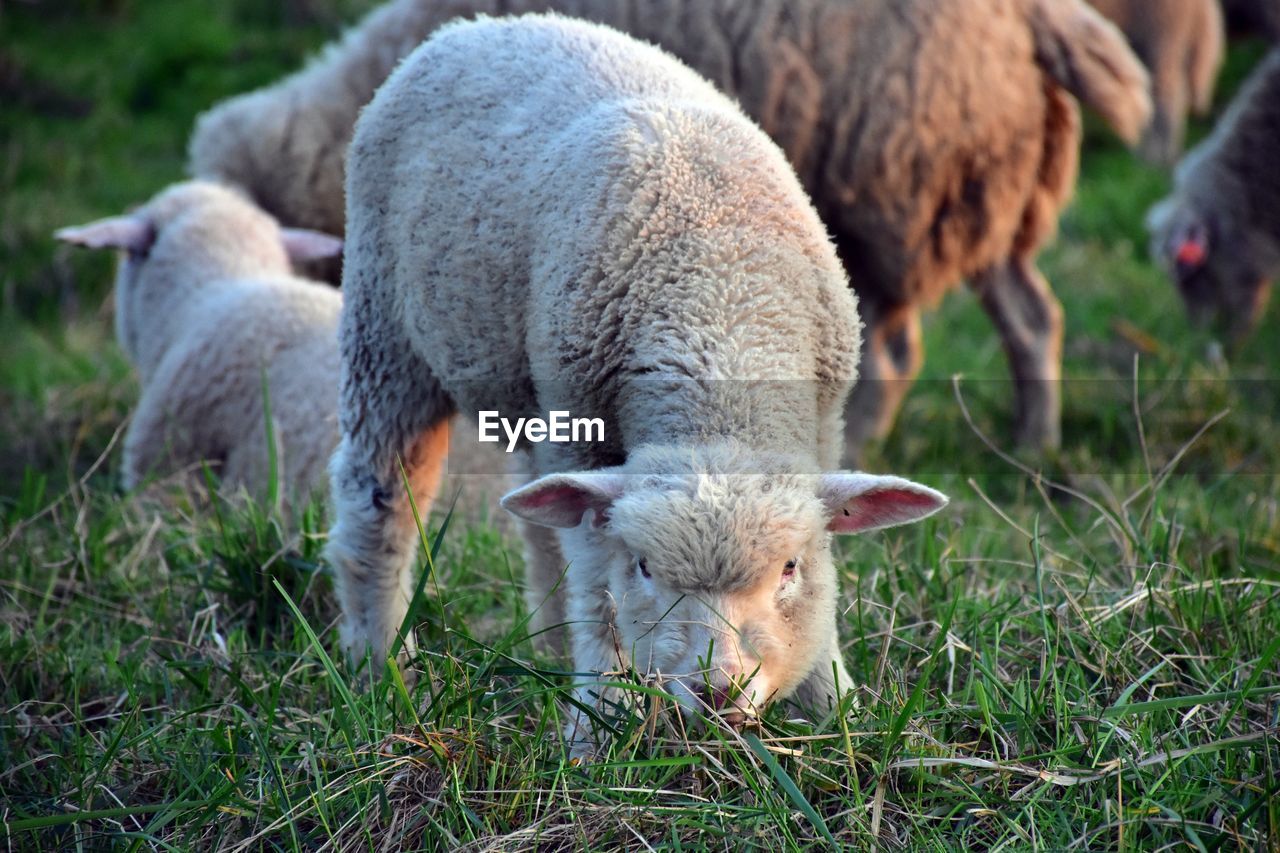 SHEEP IN A FIELD