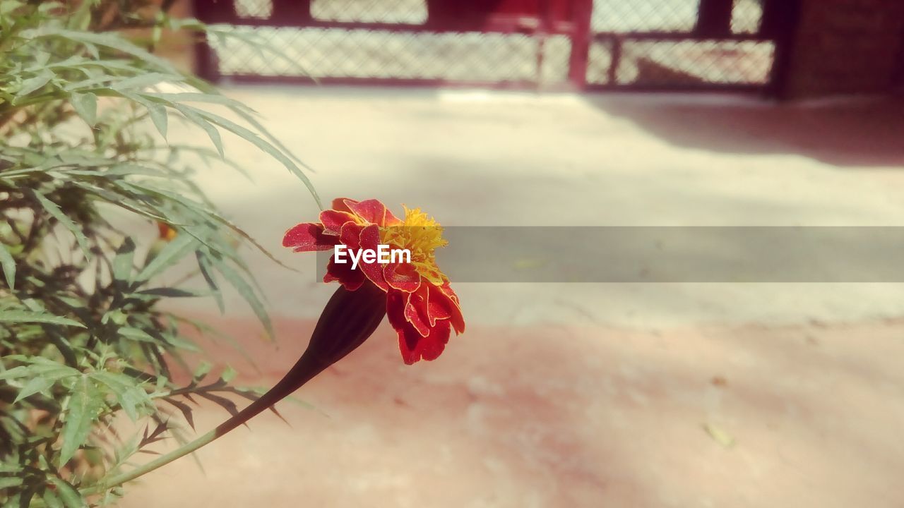 CLOSE-UP OF RED FLOWER PLANT