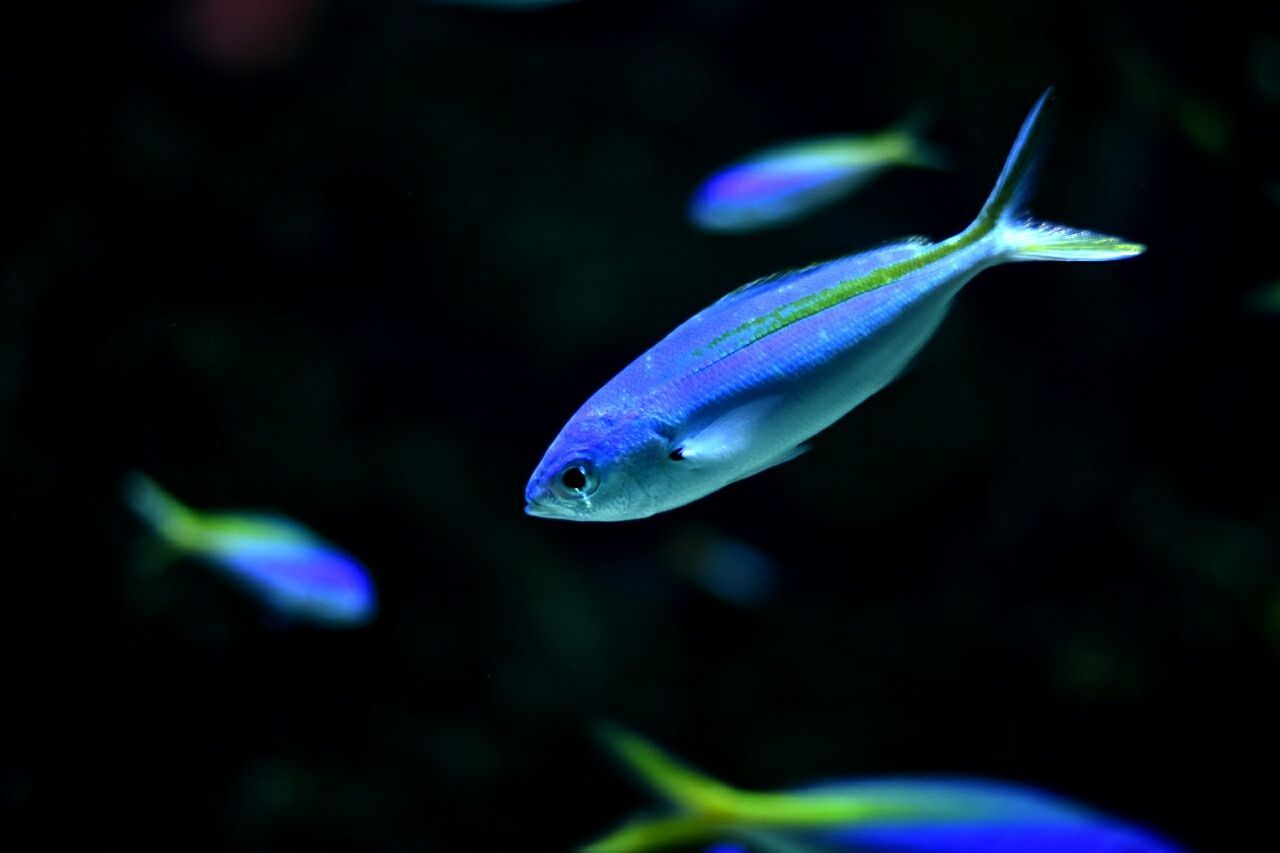 Blue fish in aquarium