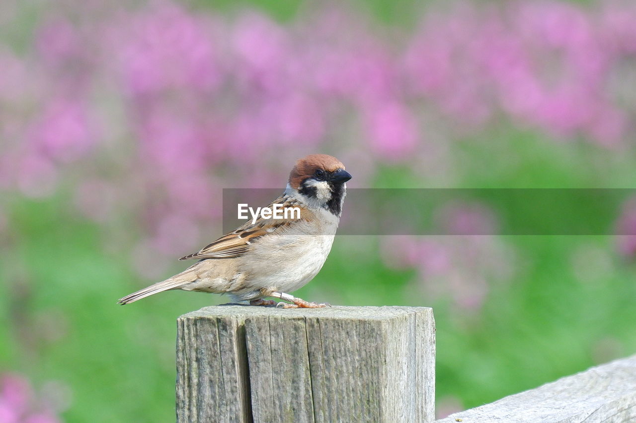 SPARROW PERCHING ON WOODEN POST
