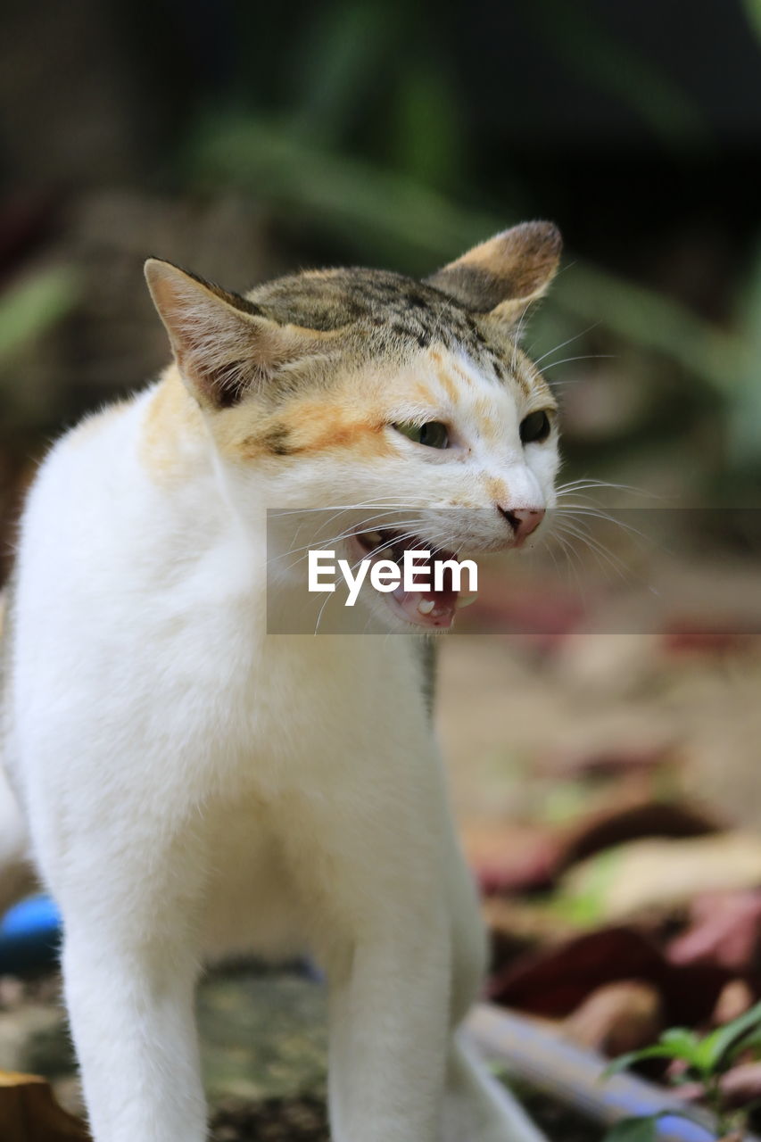 Close-up of a cat looking away