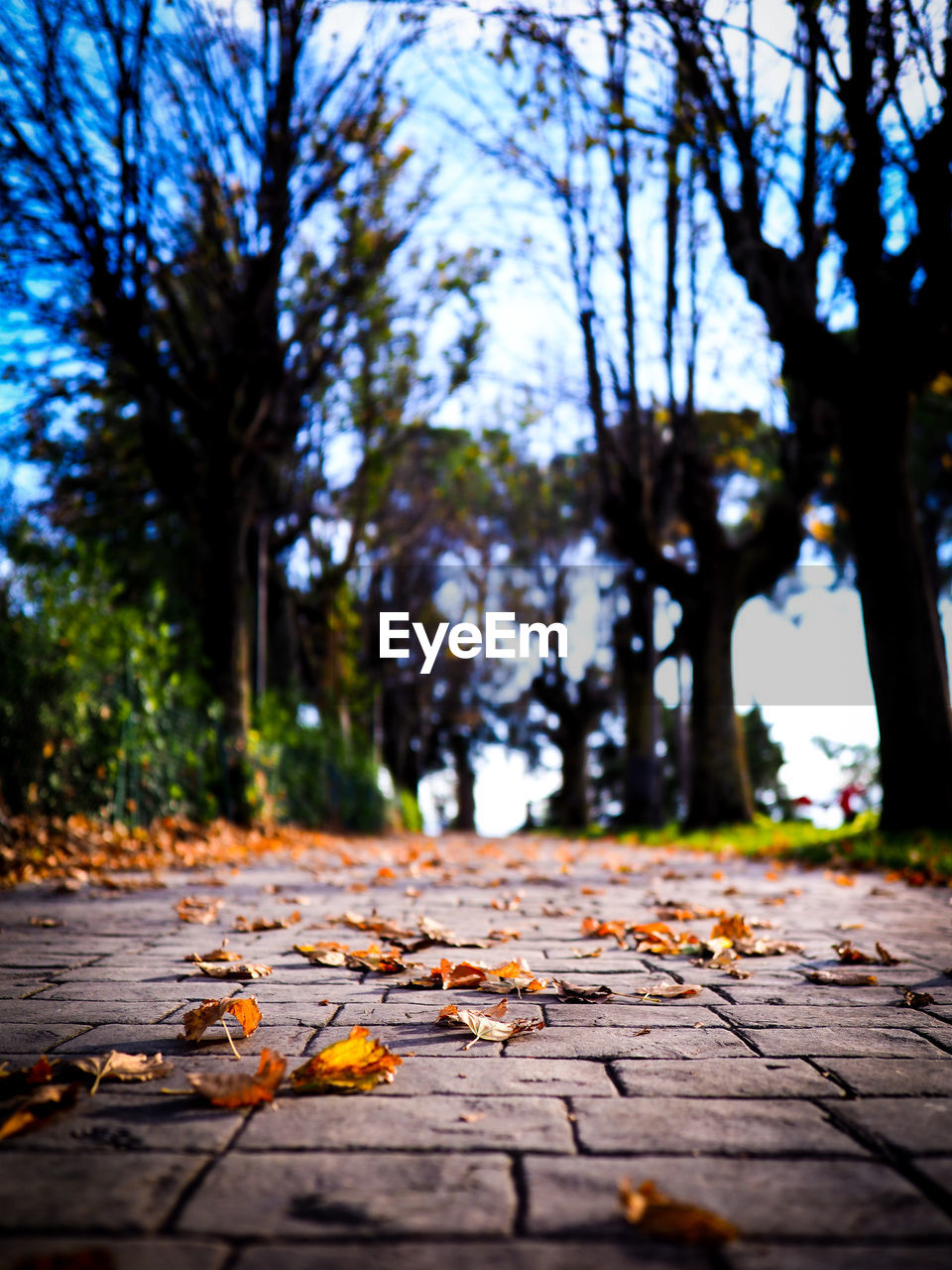 Autumn leaves on footpath