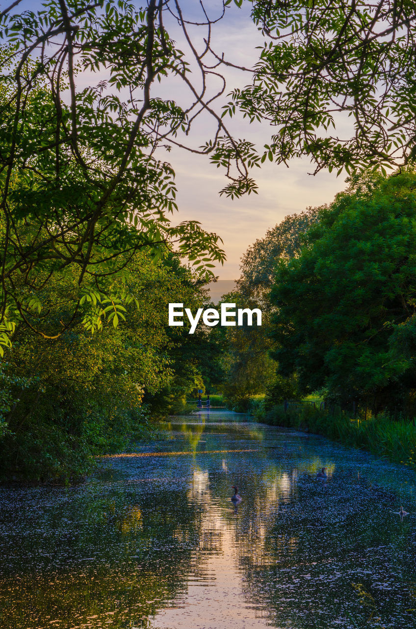 Scenic view of lake in forest against sky