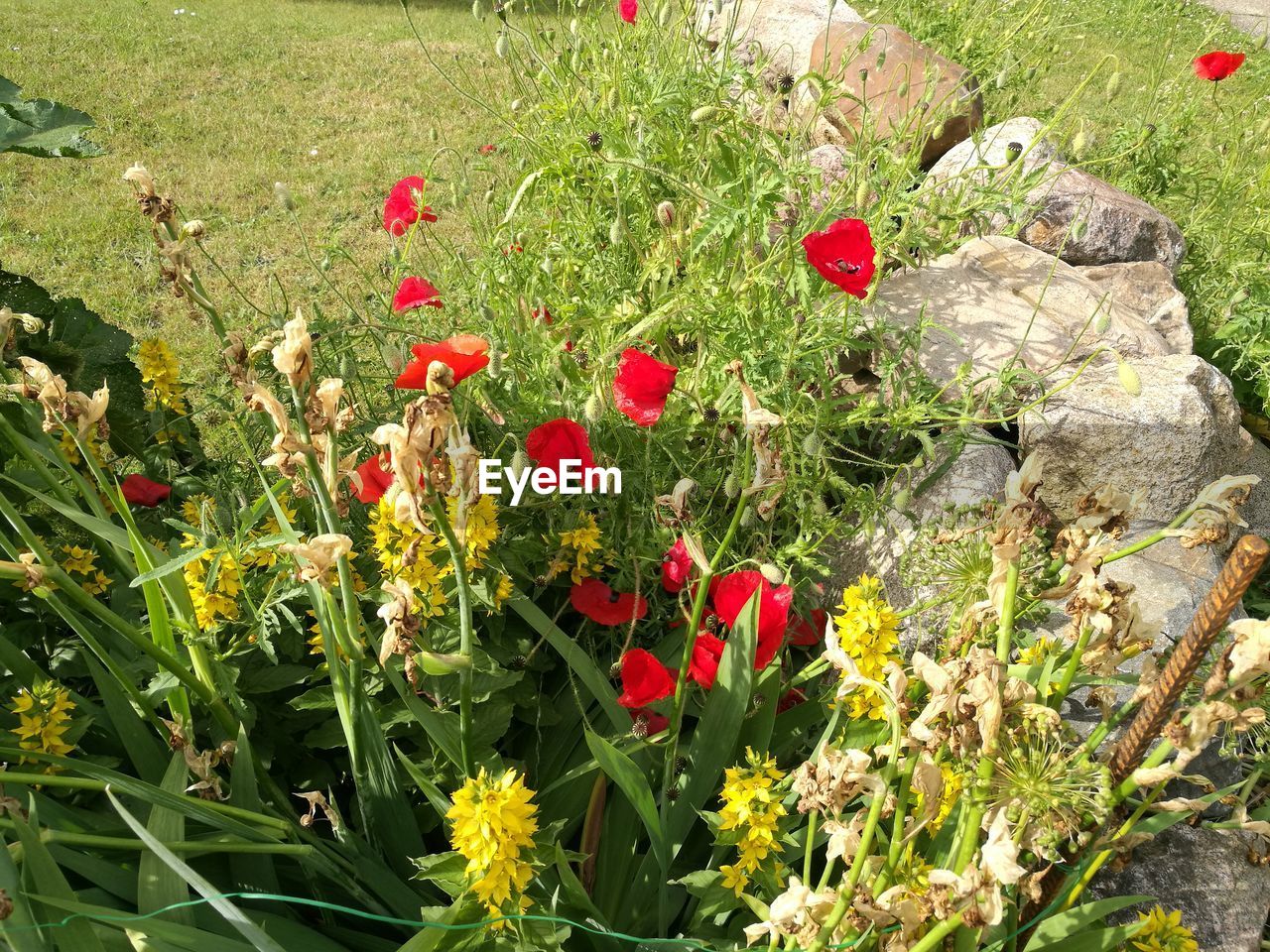 CLOSE-UP OF POPPY BLOOMING ON FIELD