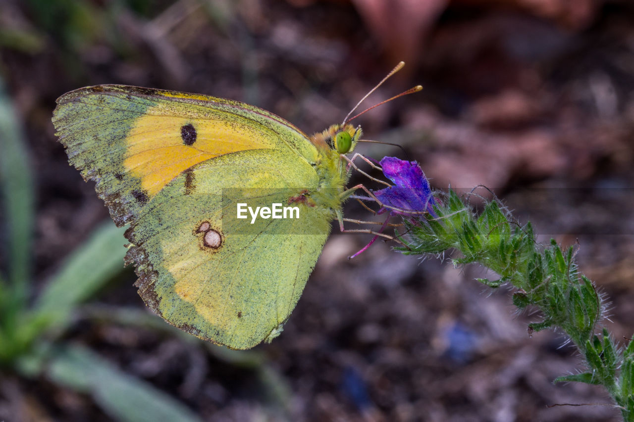 Close-up of butterfly on plant