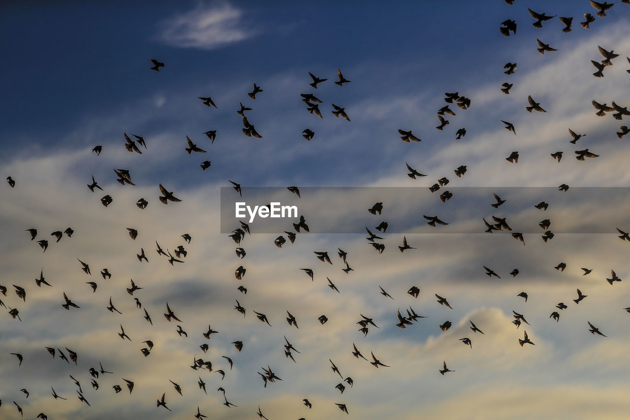 Low angle view of birds flying in sky