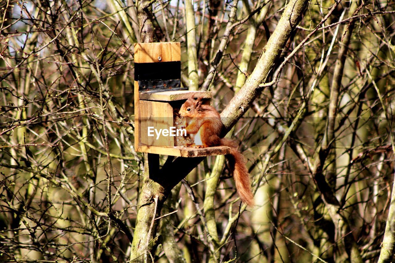 VIEW OF SQUIRREL ON PLANT