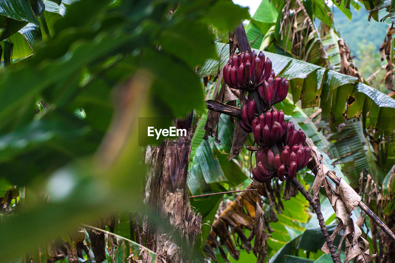 Low angle view of bananas growing on trees