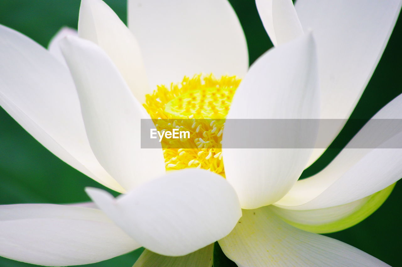 Close-up of white flower