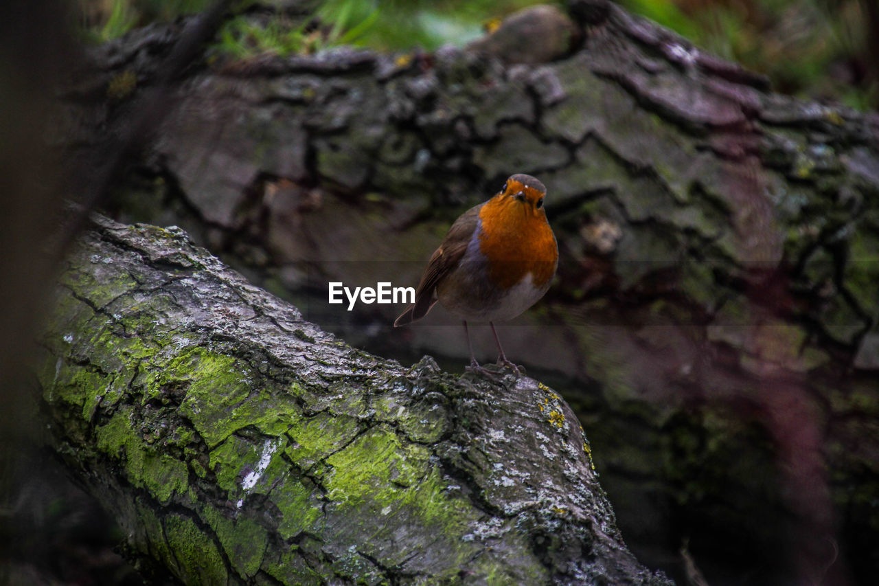 BIRD PERCHING ON TREE