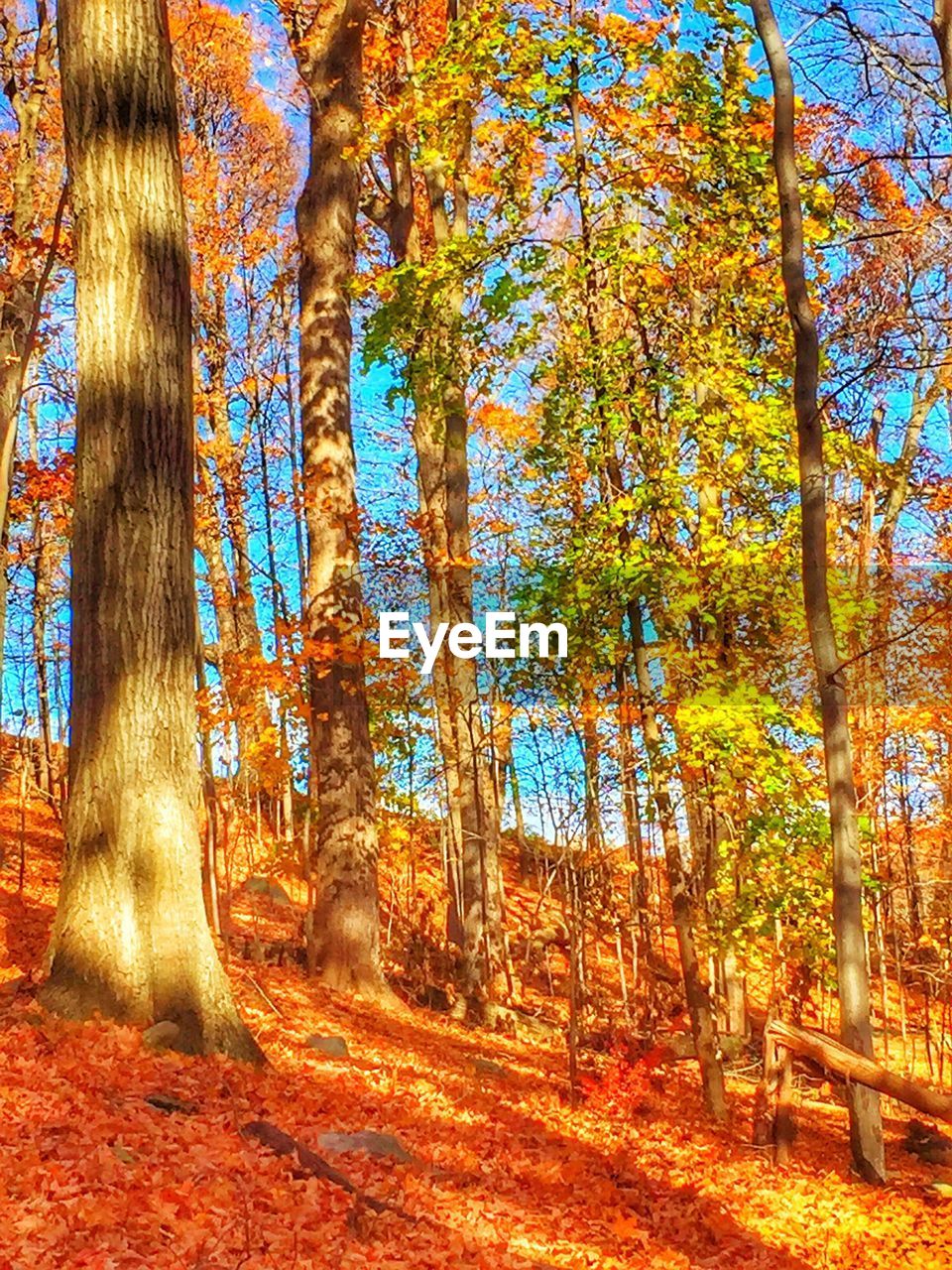 CLOSE-UP OF TREES AGAINST SKY