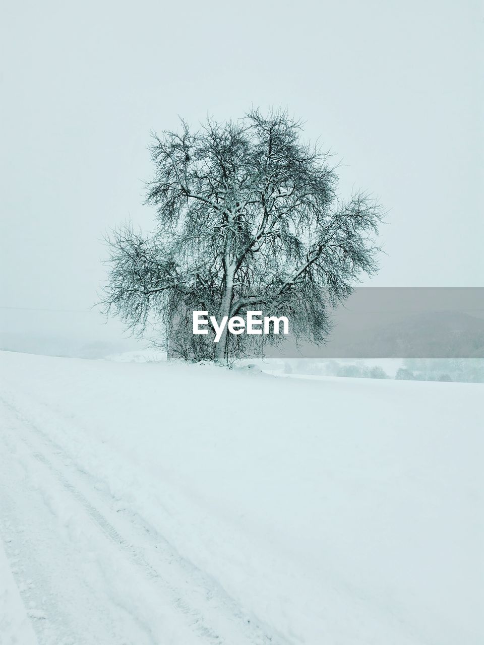 BARE TREE ON SNOW FIELD
