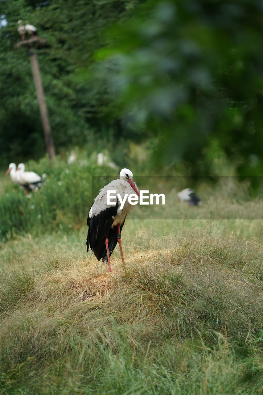 White stork, ciconia ciconia in its natural habitat