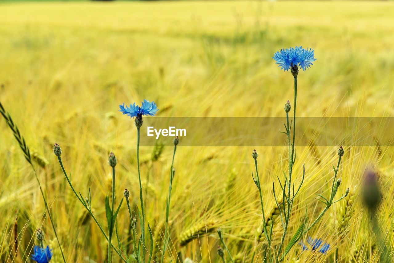 Close-up of flowering plant on field