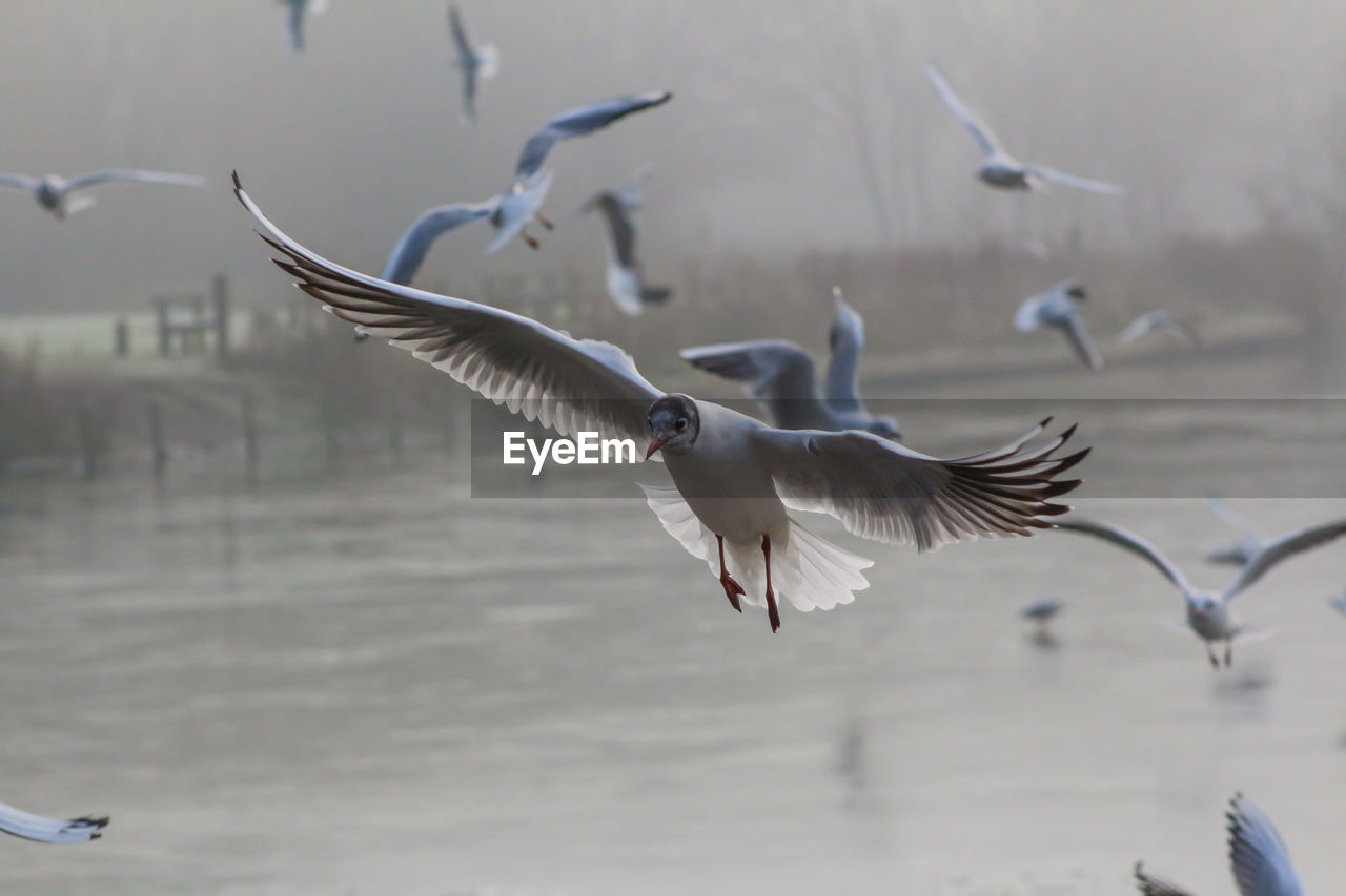 FLOCK OF BIRDS IN WATER