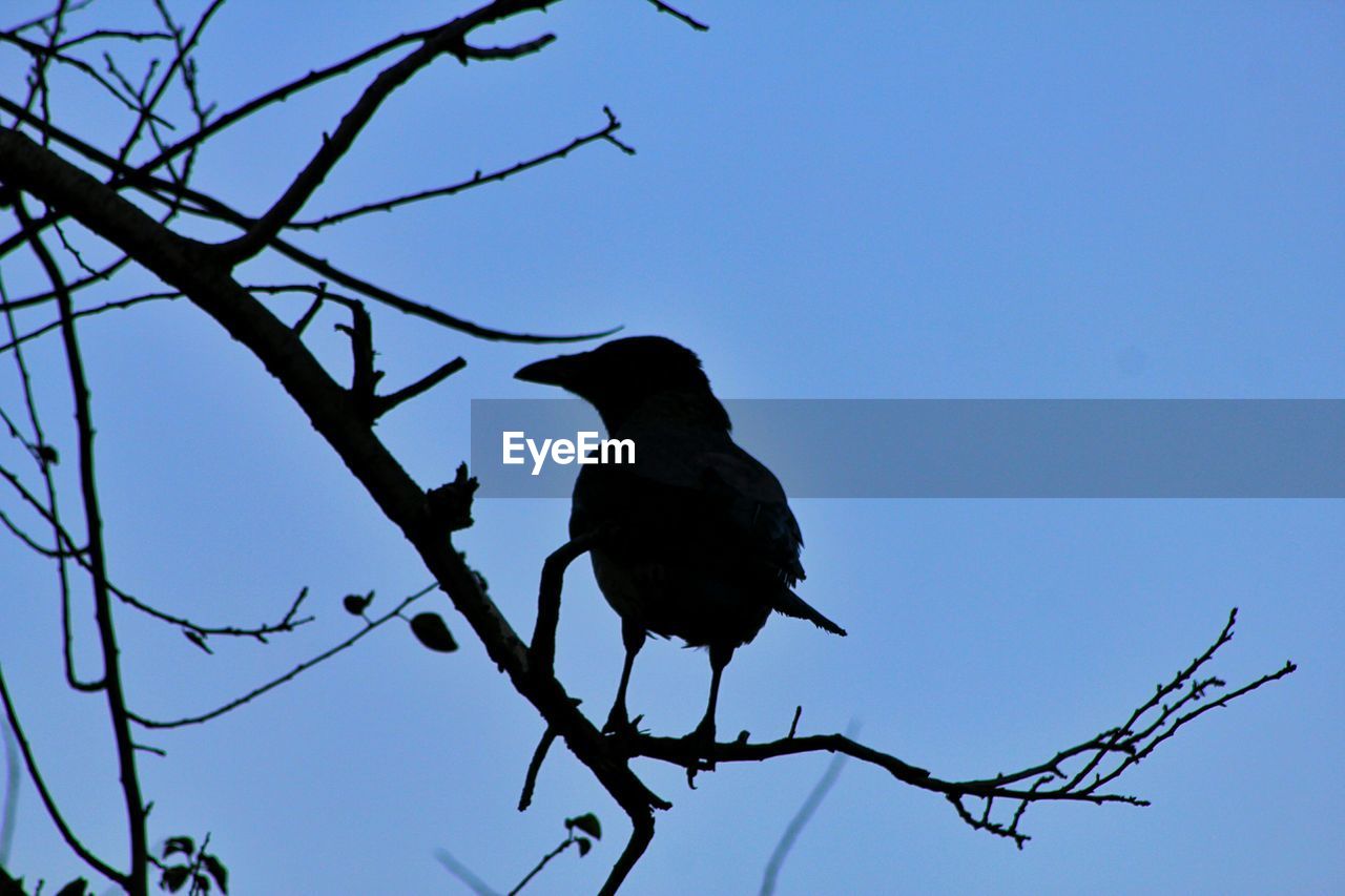 Low angle view of silhouette bird perching on tree branch