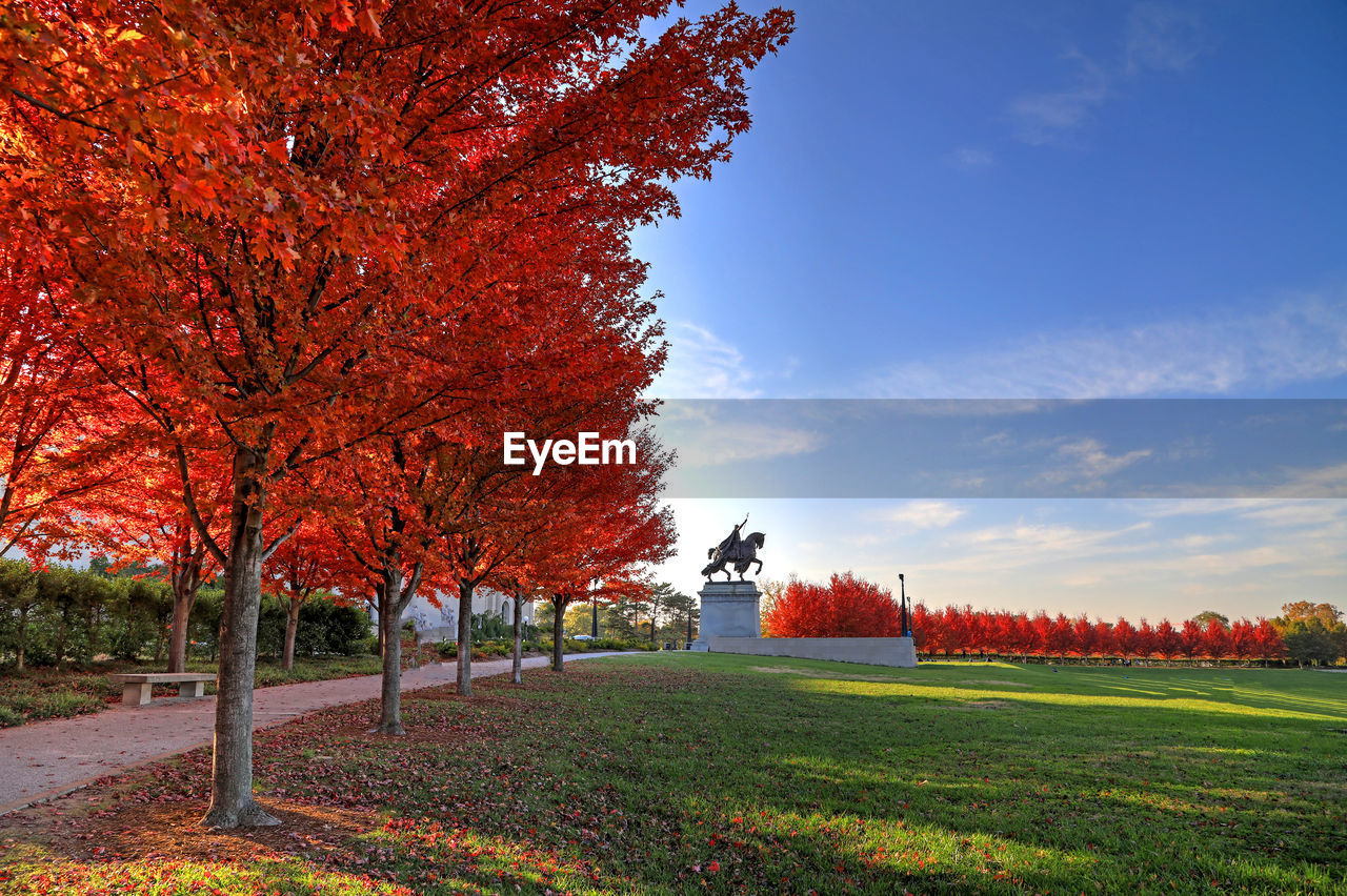 TREES ON FIELD DURING AUTUMN