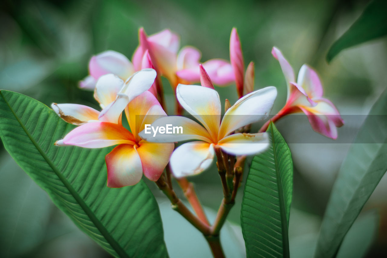 Close-up of pink flowers