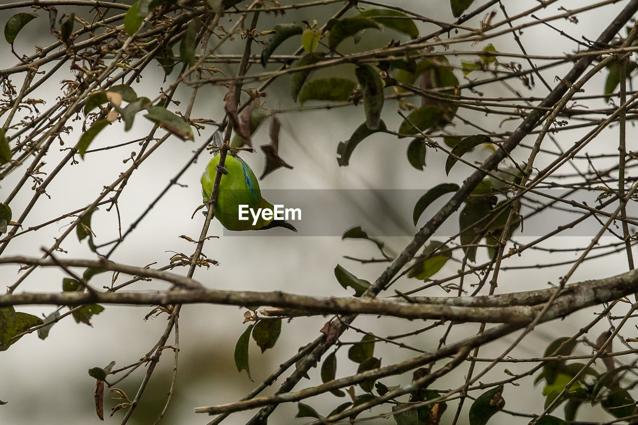 BIRD PERCHING ON A TREE