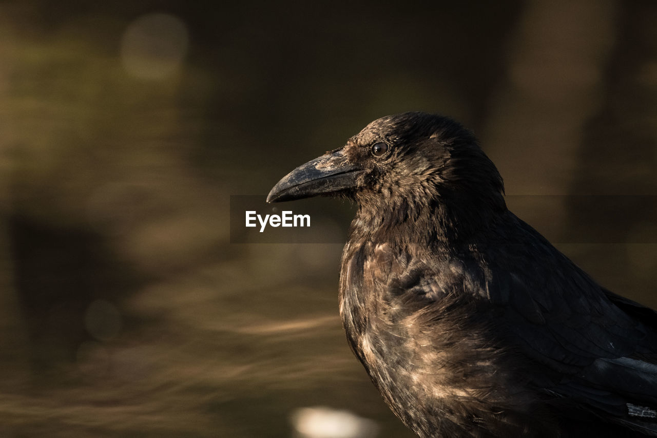 SIDE VIEW OF A BIRD LOOKING AWAY