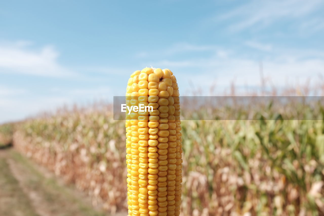 Close-up of sweetcorn against field