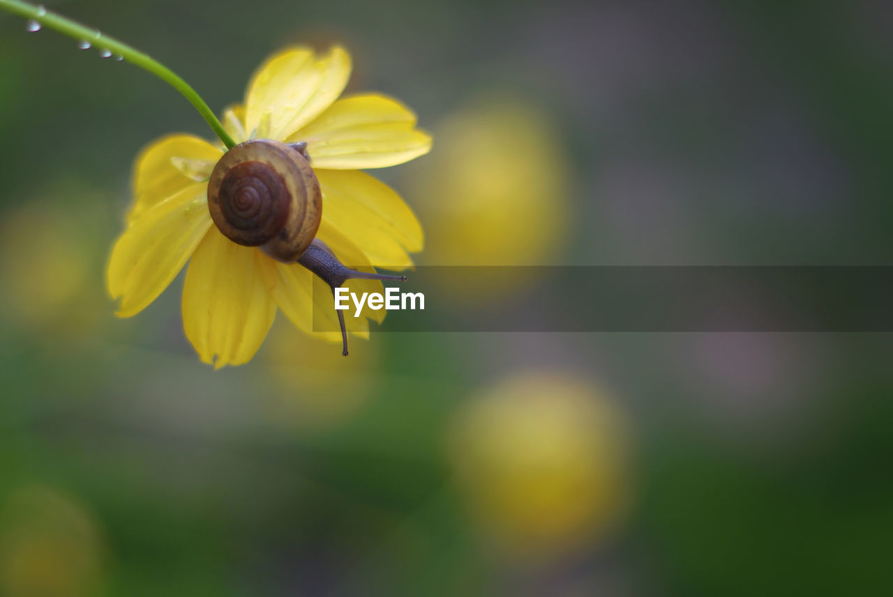 Close-up of snail on flower