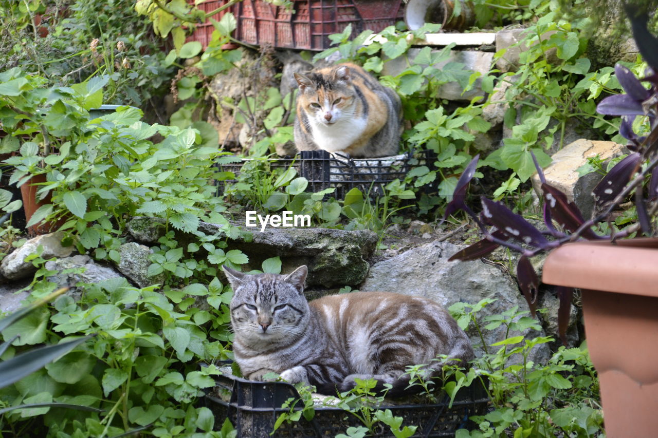 PORTRAIT OF CAT BY PLANTS IN PLANT