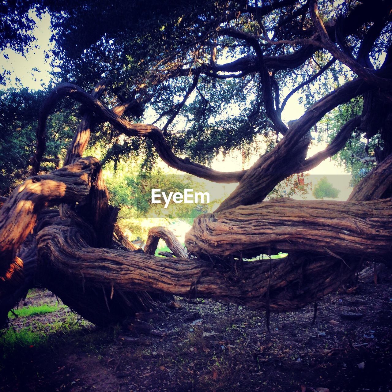 VIEW OF TREE IN FOREST