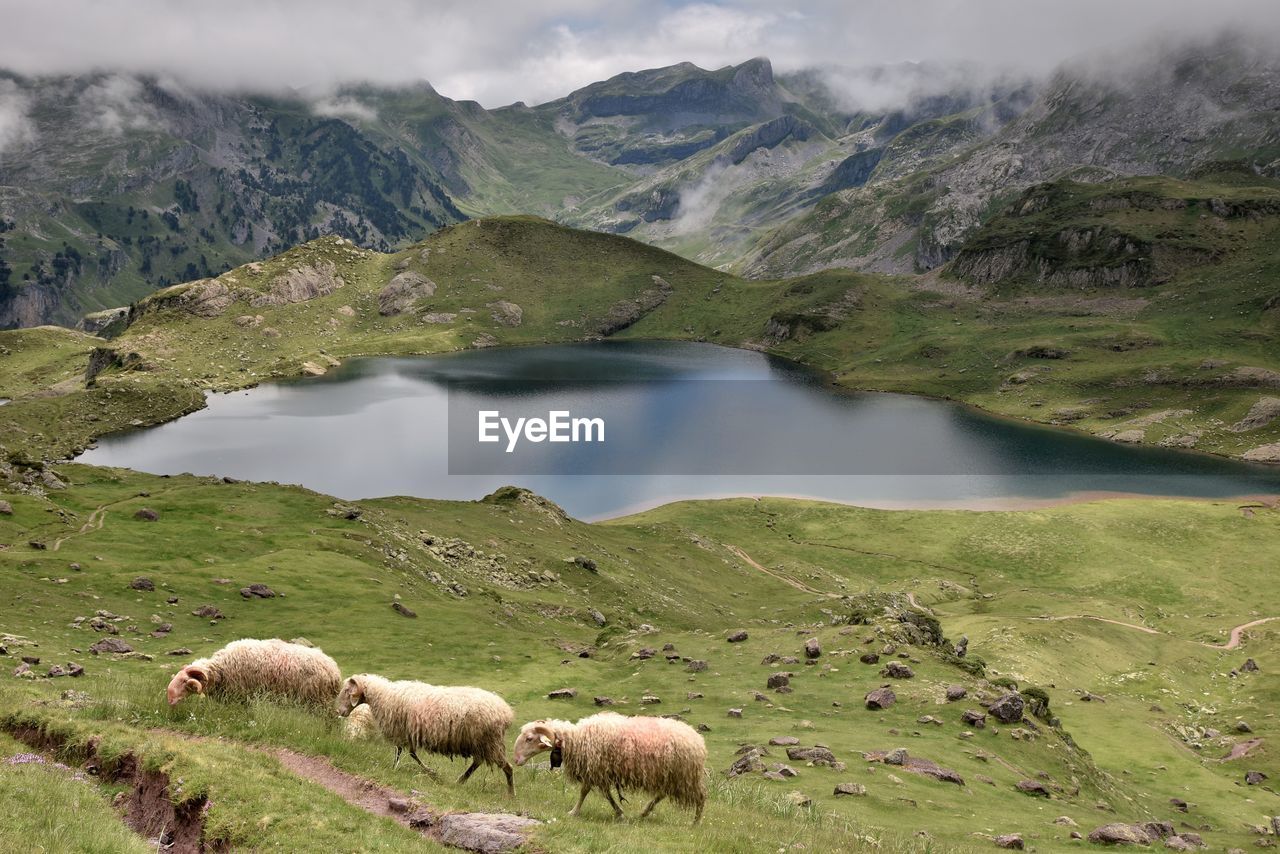 VIEW OF SHEEP ON LAND