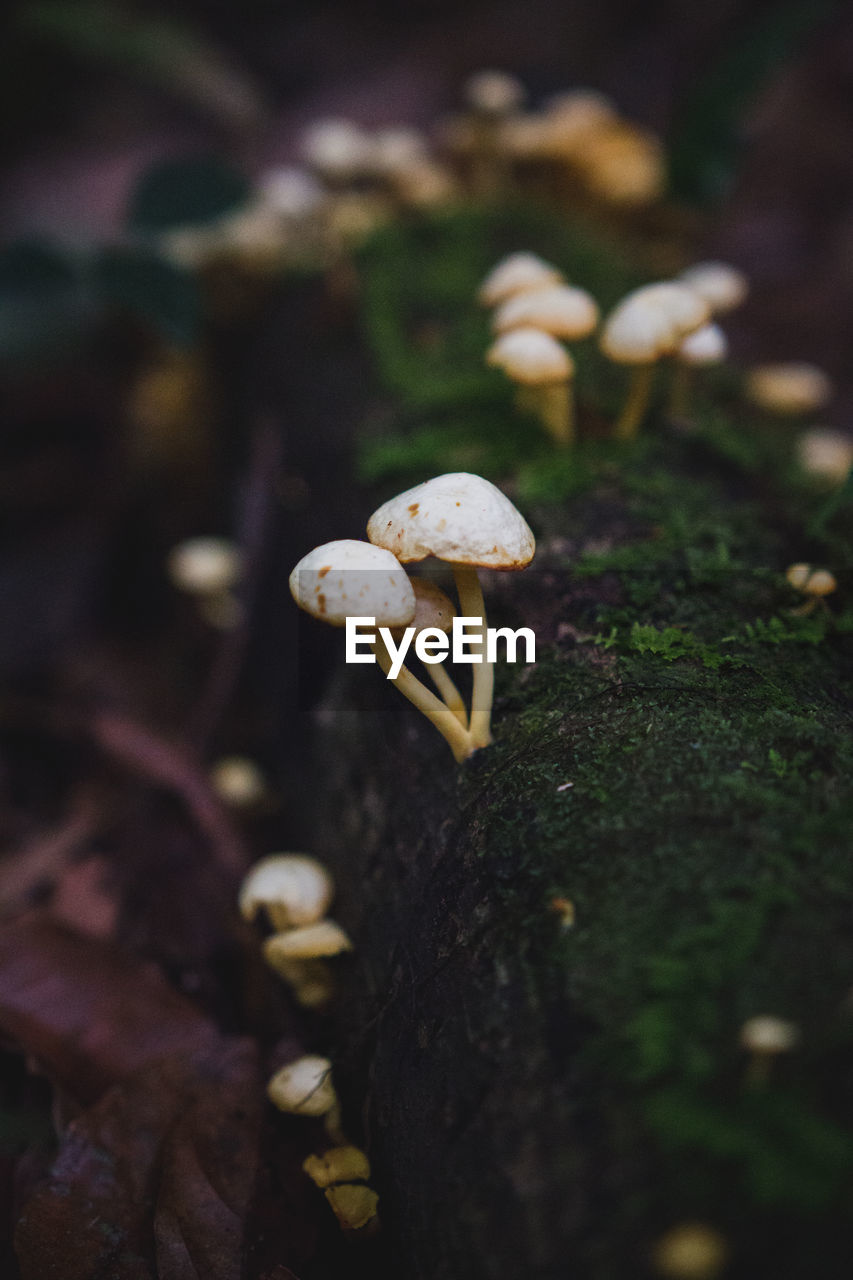 Close-up of mushrooms growing on tree trunk