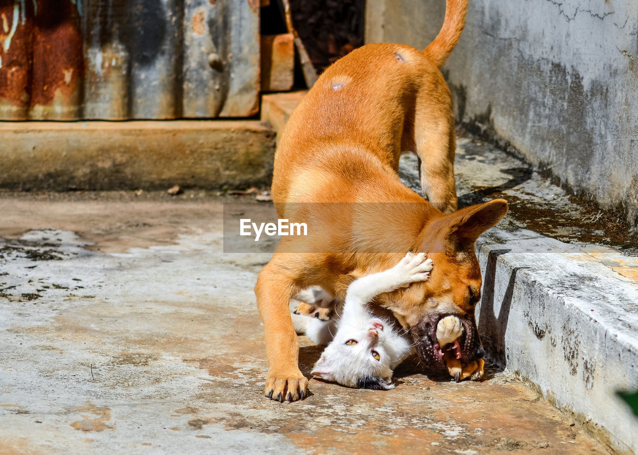 Close-up of dog and cat fighting