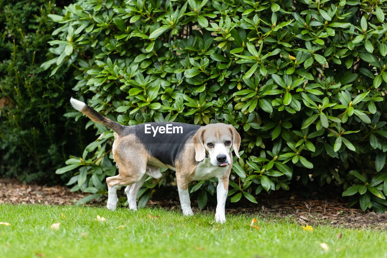 PORTRAIT OF DOG WITH ANIMAL ON PLANT