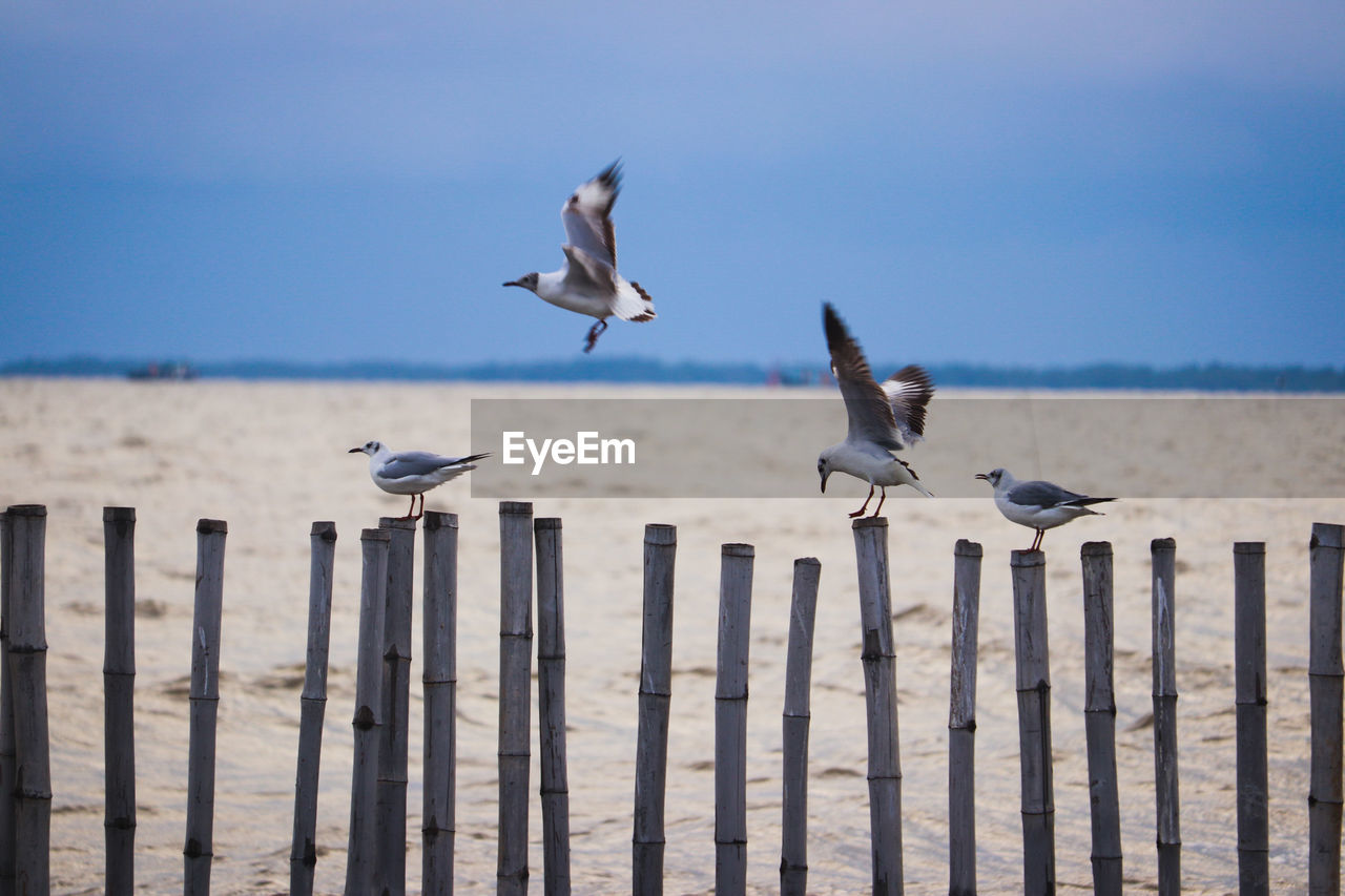 Seagulls flying over sea against sky