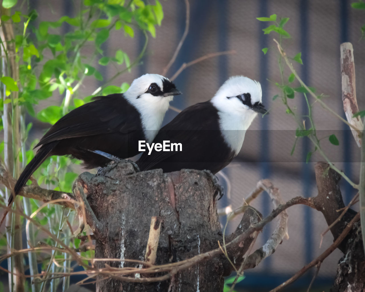 VIEW OF BIRDS PERCHING ON PLANT