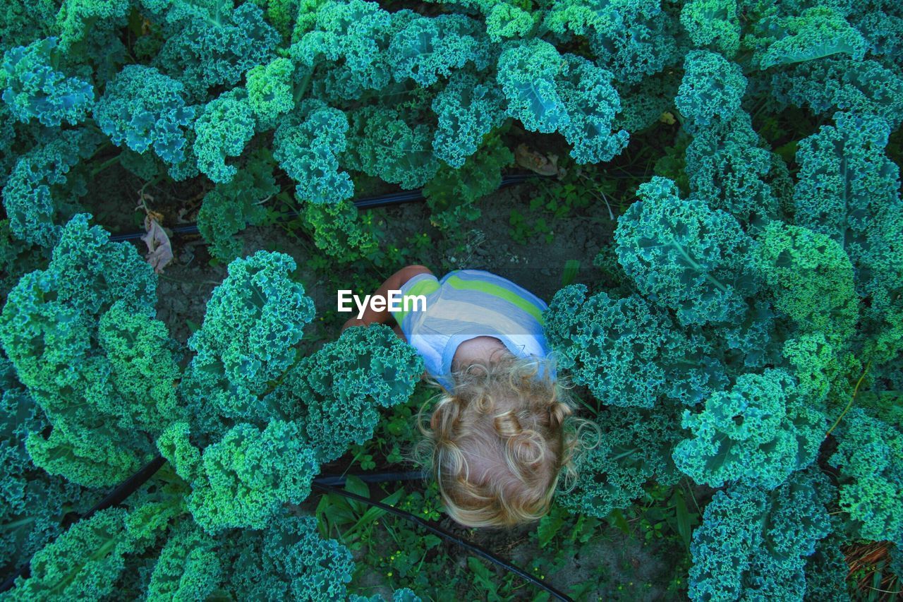 Directly above shot of child hiding amidst kale plants