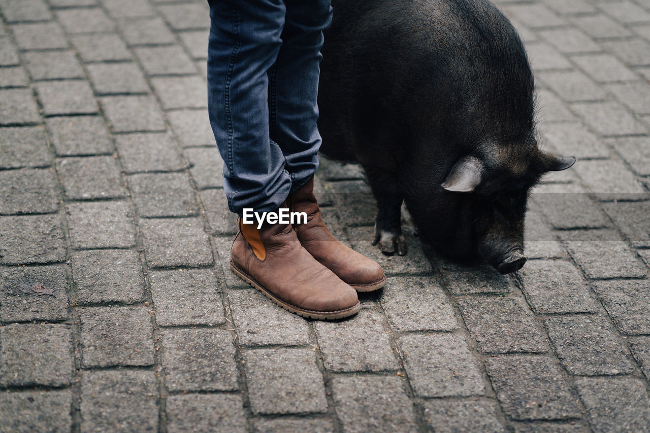 Low section of woman with pig on street