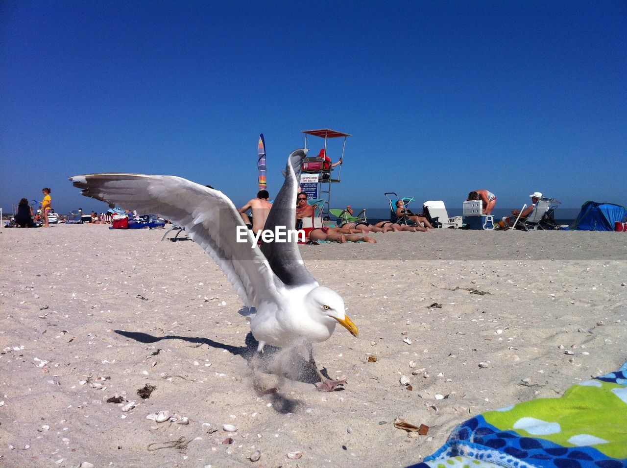 Seagull landing at beach against clear sky