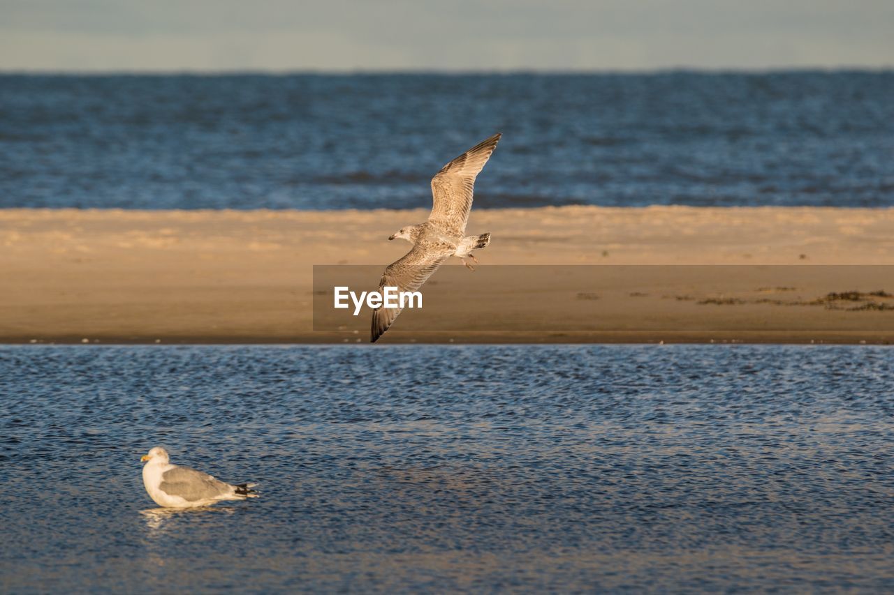 Seagulls at beach