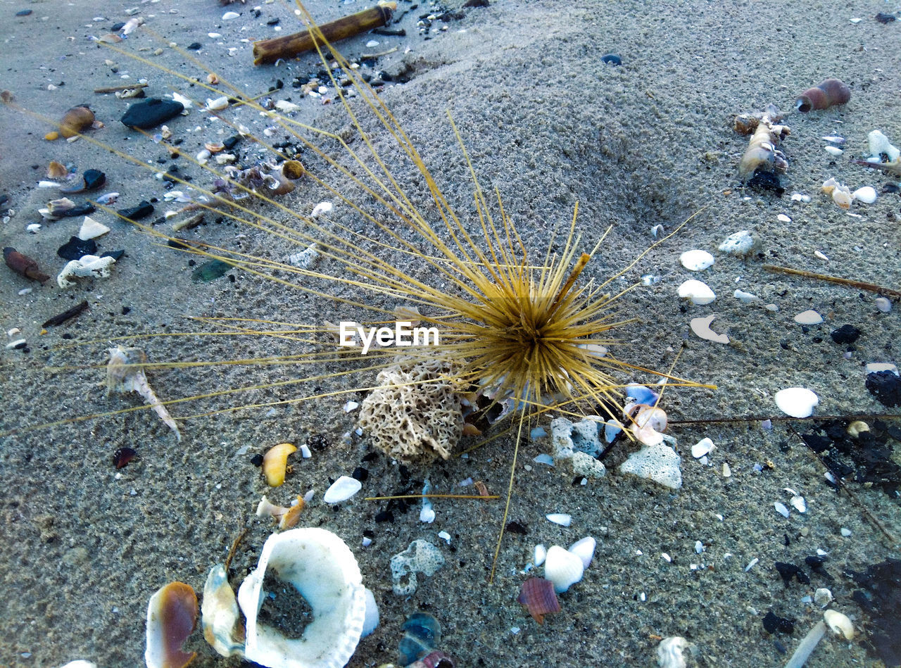 HIGH ANGLE VIEW OF FLOWERING PLANTS ON BEACH