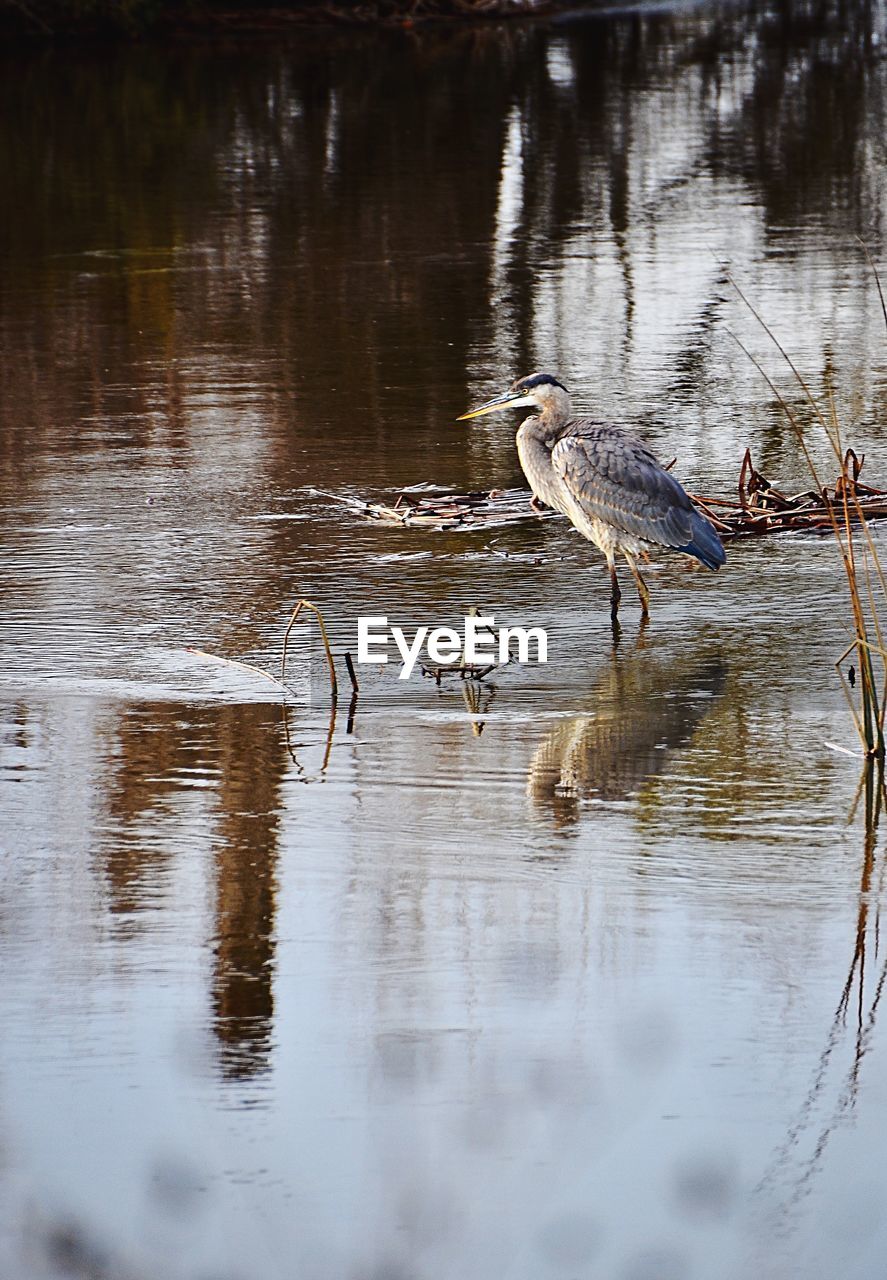 GRAY HERON ON LAKE