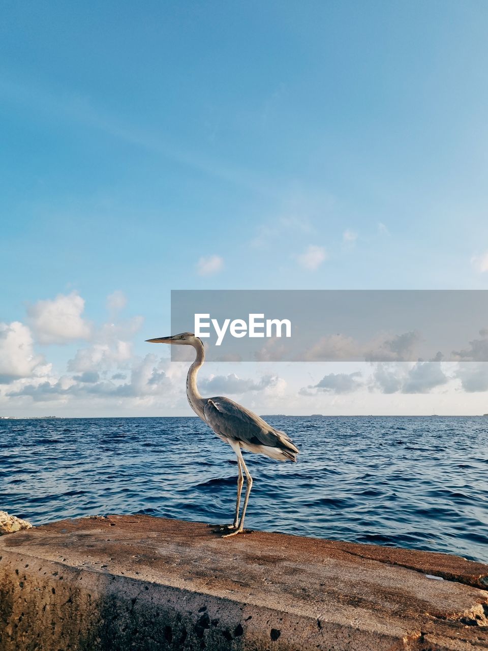 A crane bird on beach against sky