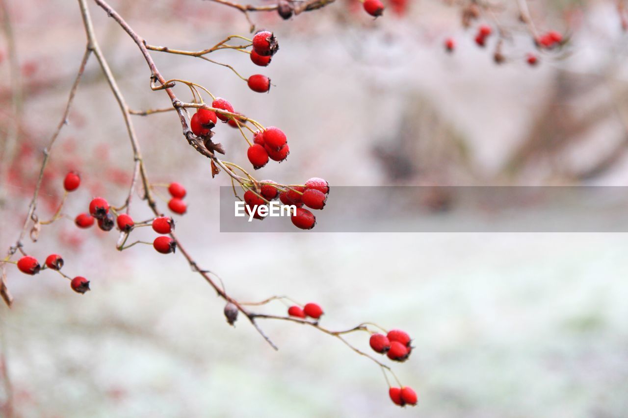 CLOSE-UP OF BERRIES ON TREE