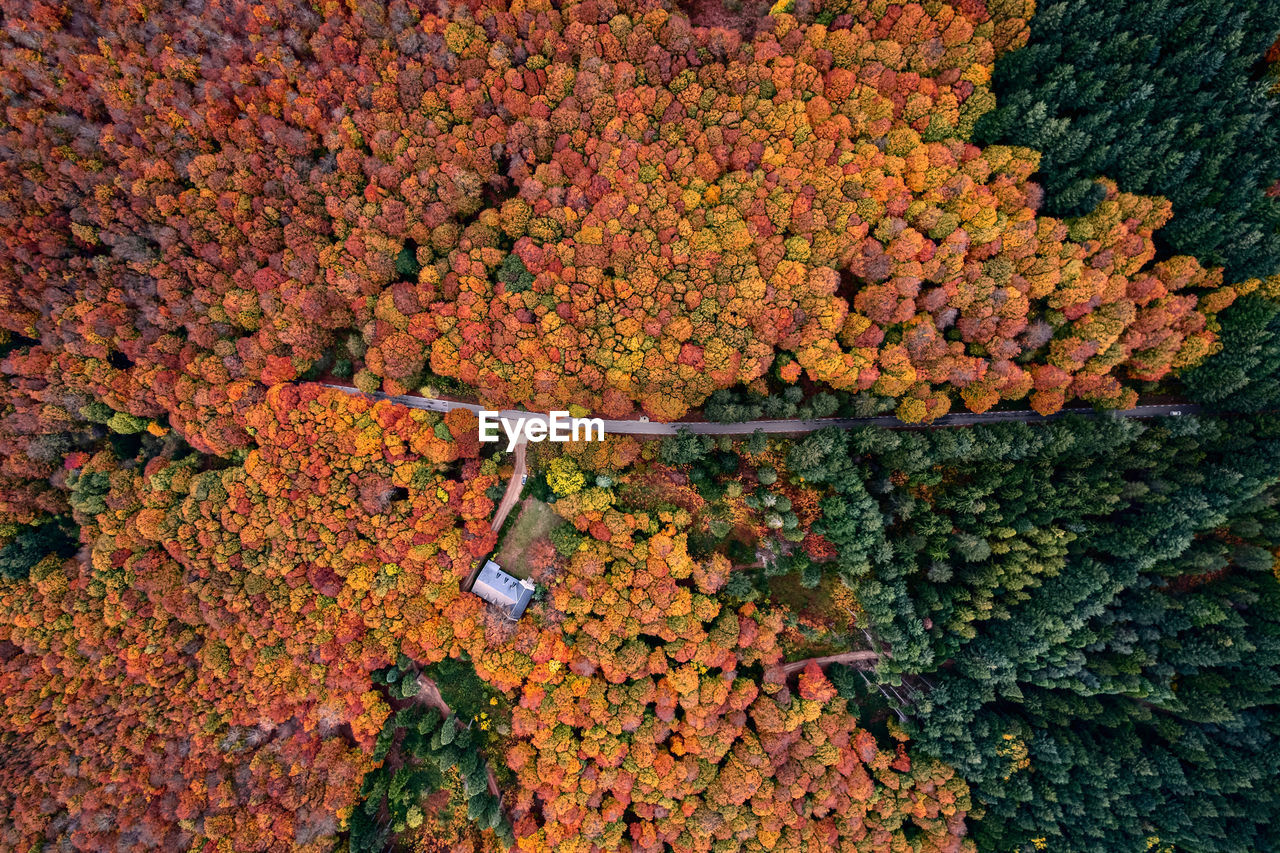 High angle view of plants growing on landscape during autumn