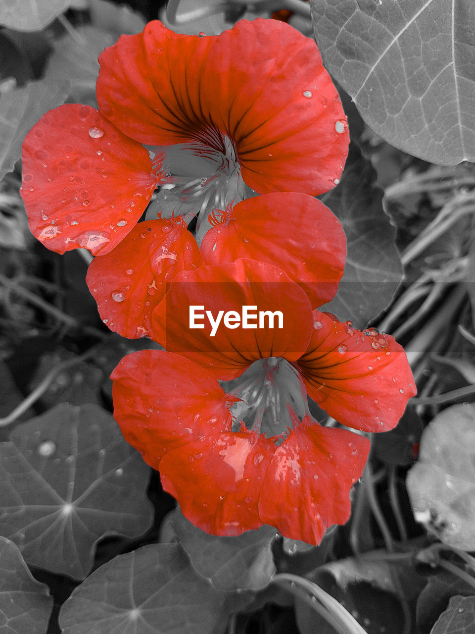 CLOSE-UP OF WET ORANGE HIBISCUS